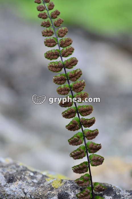 Sores Asplenium - gryphea.org